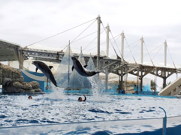 海洋公園丨代訂優惠票